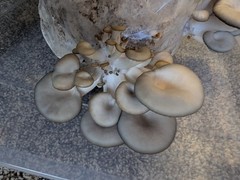 5lbs Oyster Mushroom Grain Spawn Bag w/Agar plate for testing LQ