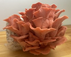 Mushroom Grow Kit Variety Pack, 3 x 5# blocks, ready to fruit!
