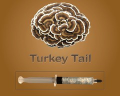 Turkey Tail Liquid Culture Syringe 10ml Trametes versicolor Medicinal Live