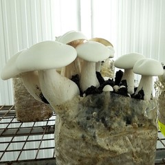 Milky Mushroom (Calocybe Indica) Liquid Culture