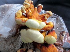 THREE Blocks Your Choice Mushroom Kit Multi-Pack!