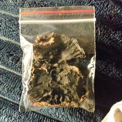 Dried Portobello Mushroom Spores organic non-GMO Fresh Dried Mushroom