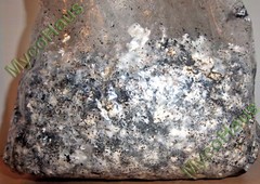 MycoHaus 10 LBS Sterilized Compost Bulk Mushroom Substrate Grow Kit Spawn Bag
