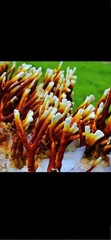 Red, Yellow and Antler Reishi Mushroom Liquid Culture, 10 ml Syringes