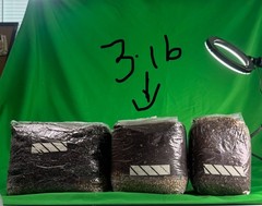 X4 AIO Mushroom Grow Bags – Inj Port, 12 lbs