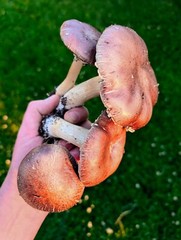Red Winecap Liquid Culture (Stropharia rugosoannulata)