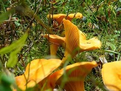 Chanterelle Mushroom Spores in Sawdust Bag Garden Grow Kit Makes 5 gal Free Ship