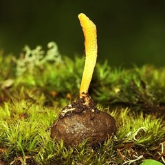 Cordyceps Militaris Liquid Culture