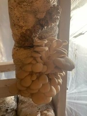 Mushroom Kits