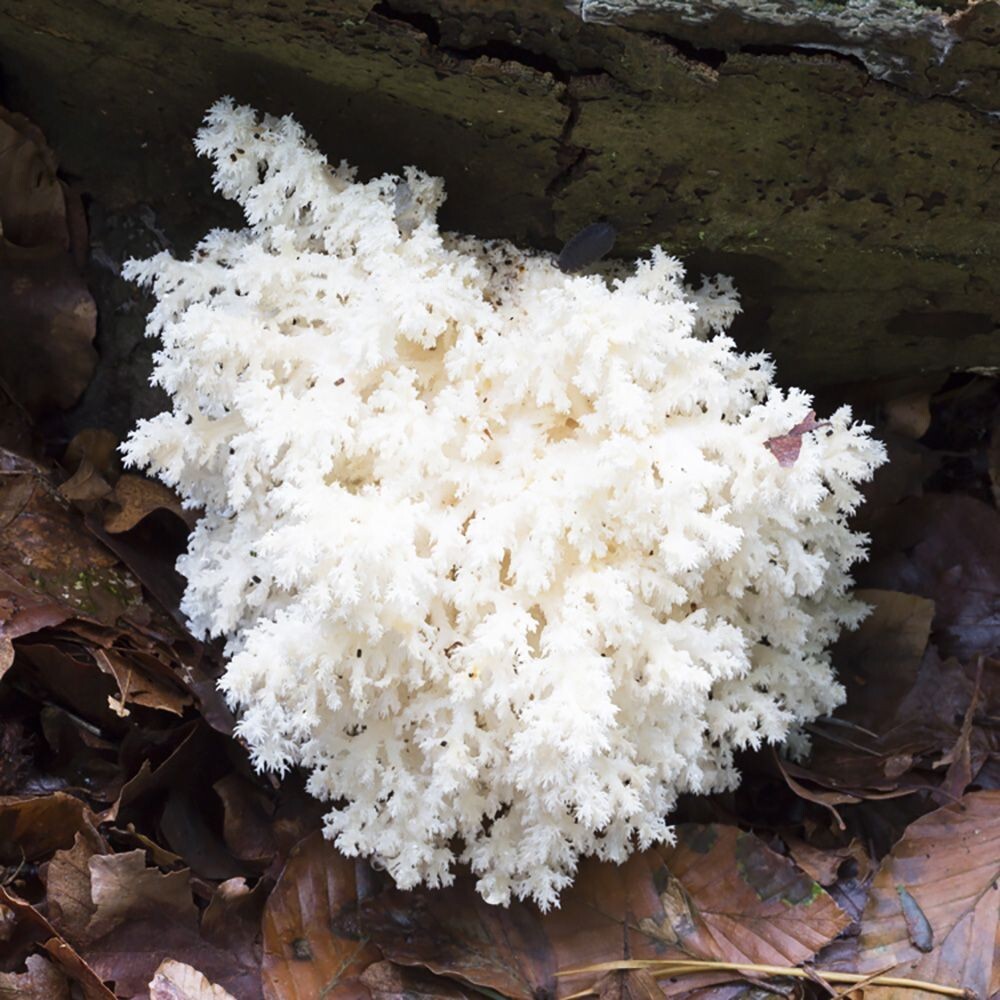 Coral Tooth (Hericium coralloides) Liquid Culture