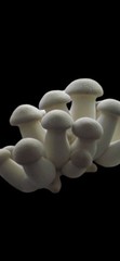Mushroom Liquid Culture Mycelium Syringes, 6-Pack, 30 Strains To Choose From