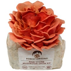 Pink Oyster Mushroom Grow Kit by Forest Origins | Beginner Mushroom Growing Kit