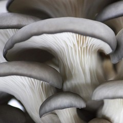 Organic Blue Oyster Mushroom Spray & Grow Kit 4 lb | Beginner Friendly & Easy…
