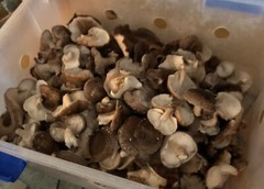 Shiitake Mushroom Plug Spawn 100x- FREE USA shipping