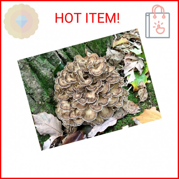 100 Hen of The Woods Mushroom Plug Spawn to Grow Gourmet Medicinal Mushrooms at