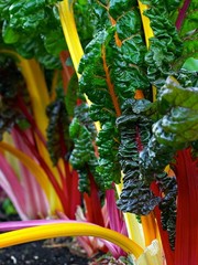 100+ Heirloom Rainbow Mix Swiss Chard Seeds – Non-GMO, Gold,Pink,Purple,Red