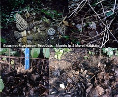 Morel Mushroom Grow Kit GROW MORELS IN YOUR BACKYARD – START THIS SUMMER!
