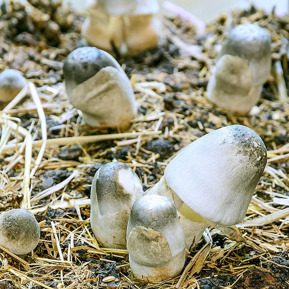 Paddy Straw (Volvariella Volvacea) Liquid Culture