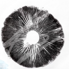 Mushrooms And Mushrooms Growing Supplyies