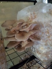 ORGANIC – Phoenix Italian Oyster Mushroom (Pleurotus pulmonarius) Liquid Culture