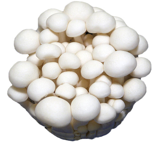 White Beech (Hypsizygus tessellatus) Liquid Culture