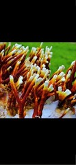 51 Culinary Mushroom Liquid Culture Mycelium Syringes, 10 ml Each