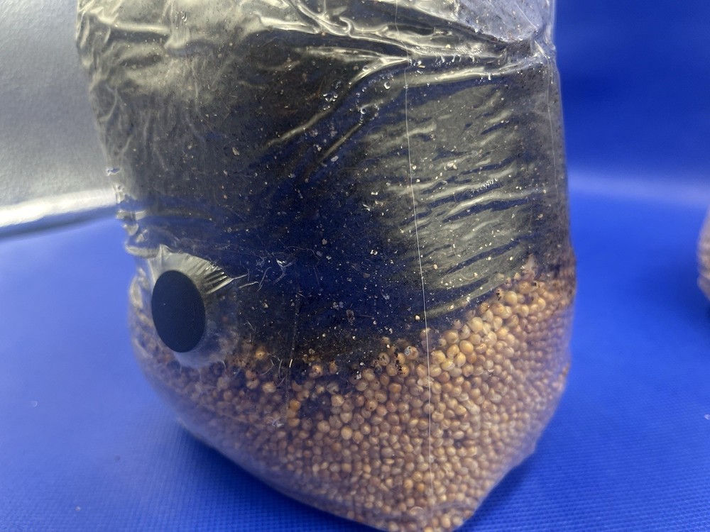 ALL IN ONE MUSHROOM GROW BAG