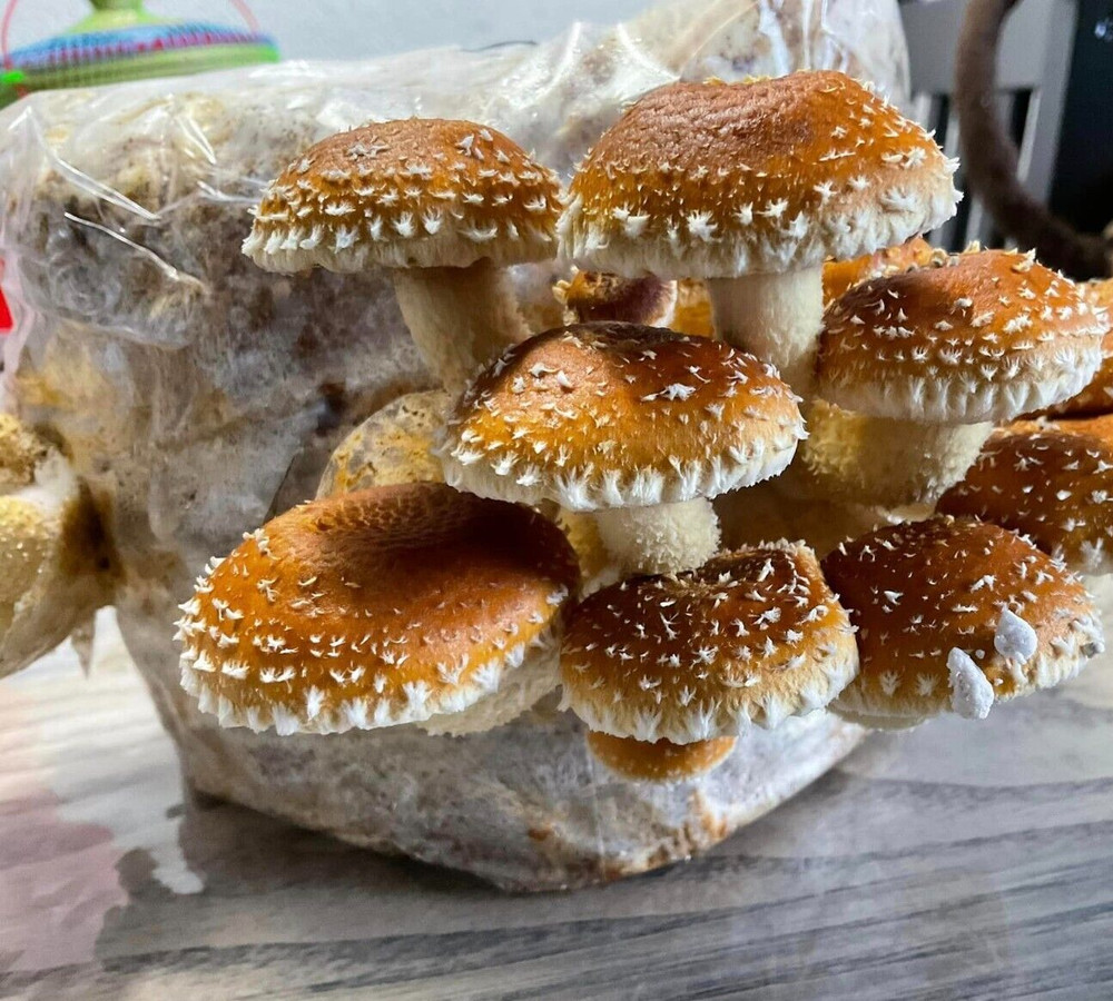 ORGANIC – Chestnut Mushroom (Pholiota Adiposa) Liquid Culture