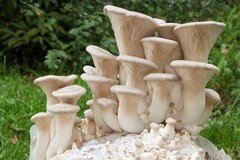 King Oyster Mushroom Grain Spawn (1 pound)