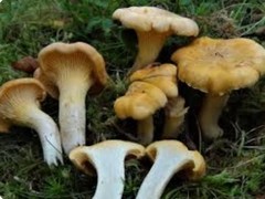 4 Pack! Chanterelle Mushroom – Garden Grow Kit – Organic Mushroom Starter