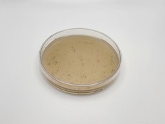 Gourmet Mix Light Malt Extract Agar Pre-Mix Mushroom media | 40 grams per pouch