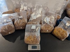 5lbs Oyster Mushroom Grain Spawn Bag w/Agar plate for testing LQ