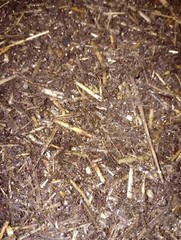 Horse Manure mushroom Substrate compost 40pounds Sterilized High Pressure