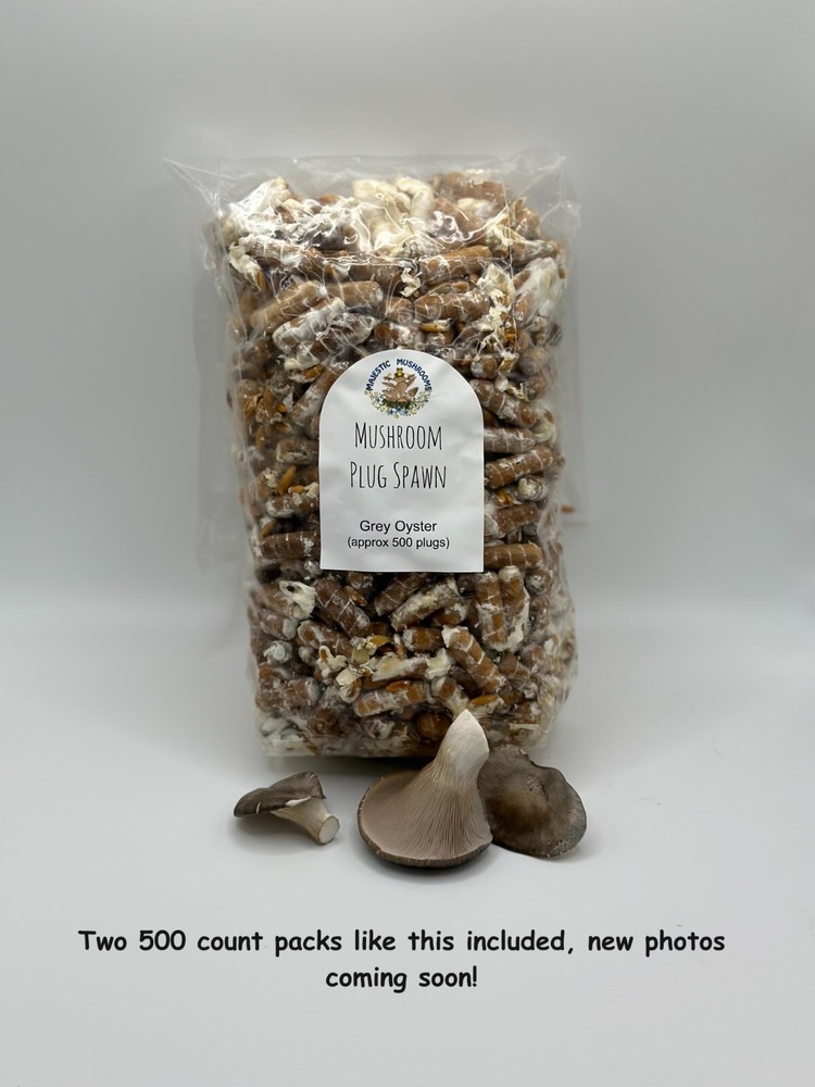 Grey Oyster Mushroom Plug Spawn 1000X – FREE USA shipping