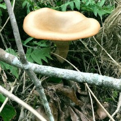 Common Funnel Mushroom (Clitocybe gibba) Liquid Culture