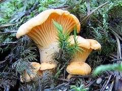 Seeds Yellow Chanterelle Mushrooms Mycelium Spawn Dried Spores for