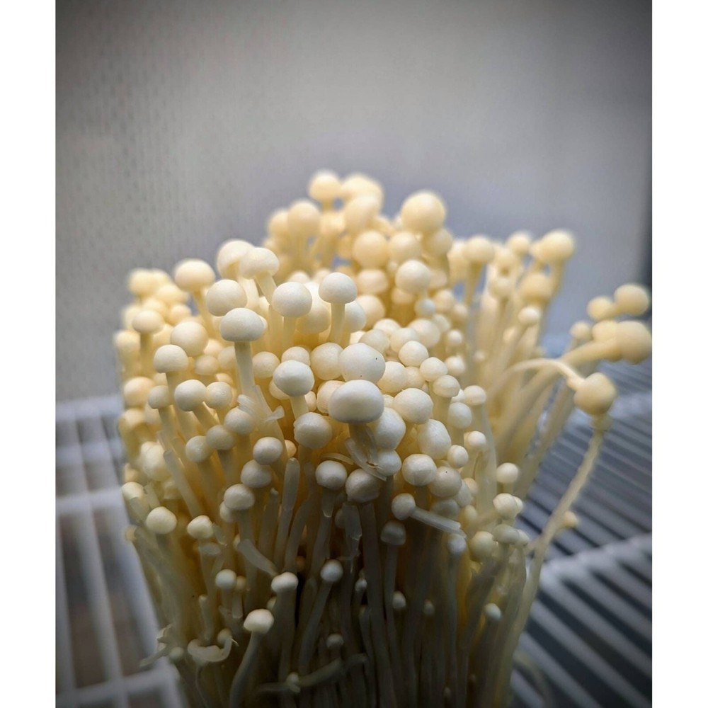 White Enoki Mushroom liquid culture Flammulina filiformis