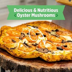 Organic Mini Mushroom Grow Kit Indoor Oyster Harvest 10 Days Non-GMO Gardening