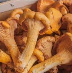 4 Pack! Chanterelle Mushroom – Garden Grow Kit – Organic Mushroom Starter
