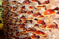 Reishi Liquid Culture – 12cc Syringe – 10 Pack – Chefs Mushrooms