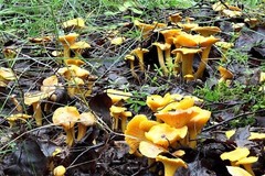 Seeds Mushroom Chanterelle Yellow Mycelium Spawn Spores Organic Ukraine
