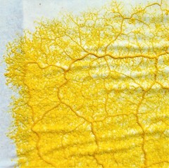2x Physarum Polycephalum, Slime Mold, Blob, Slime Mushroom, High Quality