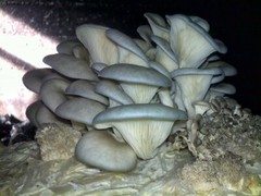 Seeds Mushroom Oyster Blue Mycelium Spawn Spores Organic Ukraine
