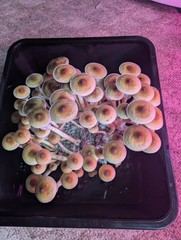 All-in-One 4lb Kit Magic Mushroom Grow Bag Manure CVG & Grain for Dung Loving