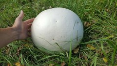 GIANT PUFFBALL MUSHROOM GROWING KIT. OVER 1 BILLION SPORES – Calvatia gigantea!