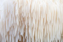 Lion’s Mane Liquid Culture – 12cc Syringe – 5 Pack – Chefs Mushrooms