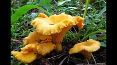 Seeds Mushroom Chanterelle Yellow Mycelium Spawn Spores Organic Ukraine