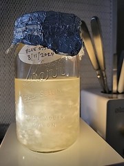 Blue Oyster Pleurotus ostreatus Liquid Culture 10+ ml Great Clone EASY SELECTION
