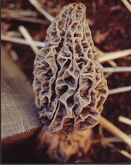 Grow Kit Morel Mushrooms – Organic Morel Mushroom Growing Kit