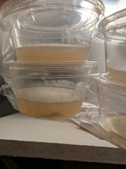 5lbs Oyster Mushroom Grain Spawn Bag w/Agar plate for testing LQ